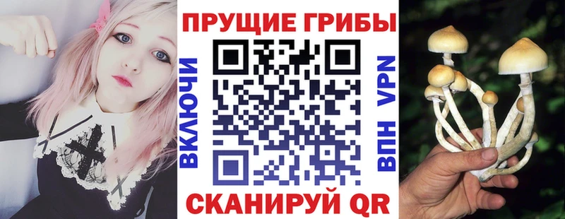 Псилоцибиновые грибы MAGIC MUSHROOMS  даркнет сайт  гидра ТОР  Тверь 